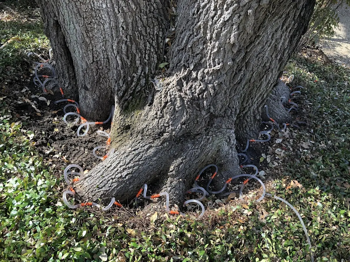 Detailed Tree Cabling and Bracing job site in Saint Hedwig