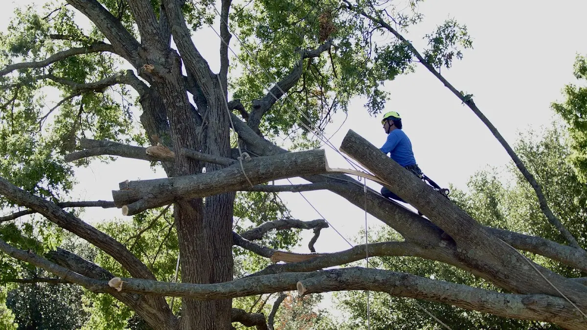 Professional Crown Thinning performed by certified arborists in Saint Hedwig