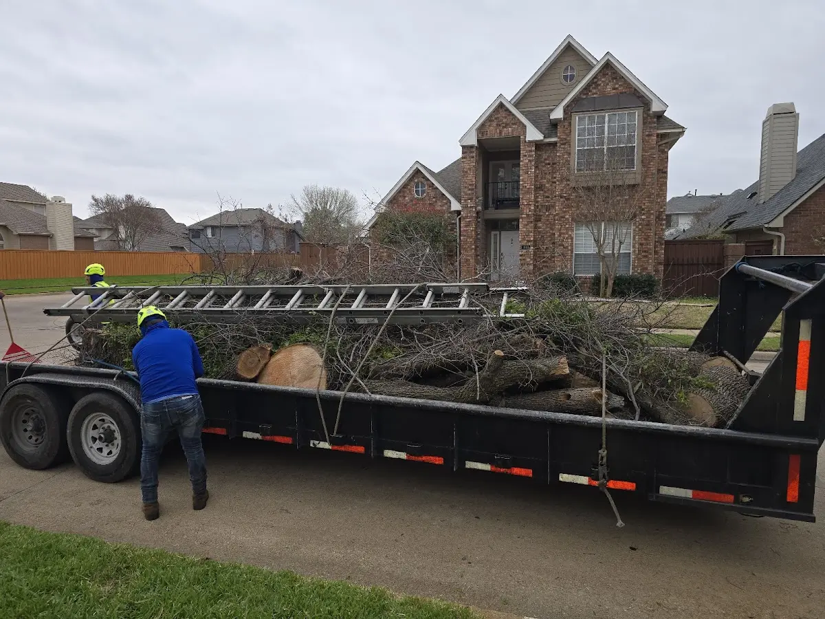 Expert Tree Removal with proper safety equipment in Saint Hedwig
